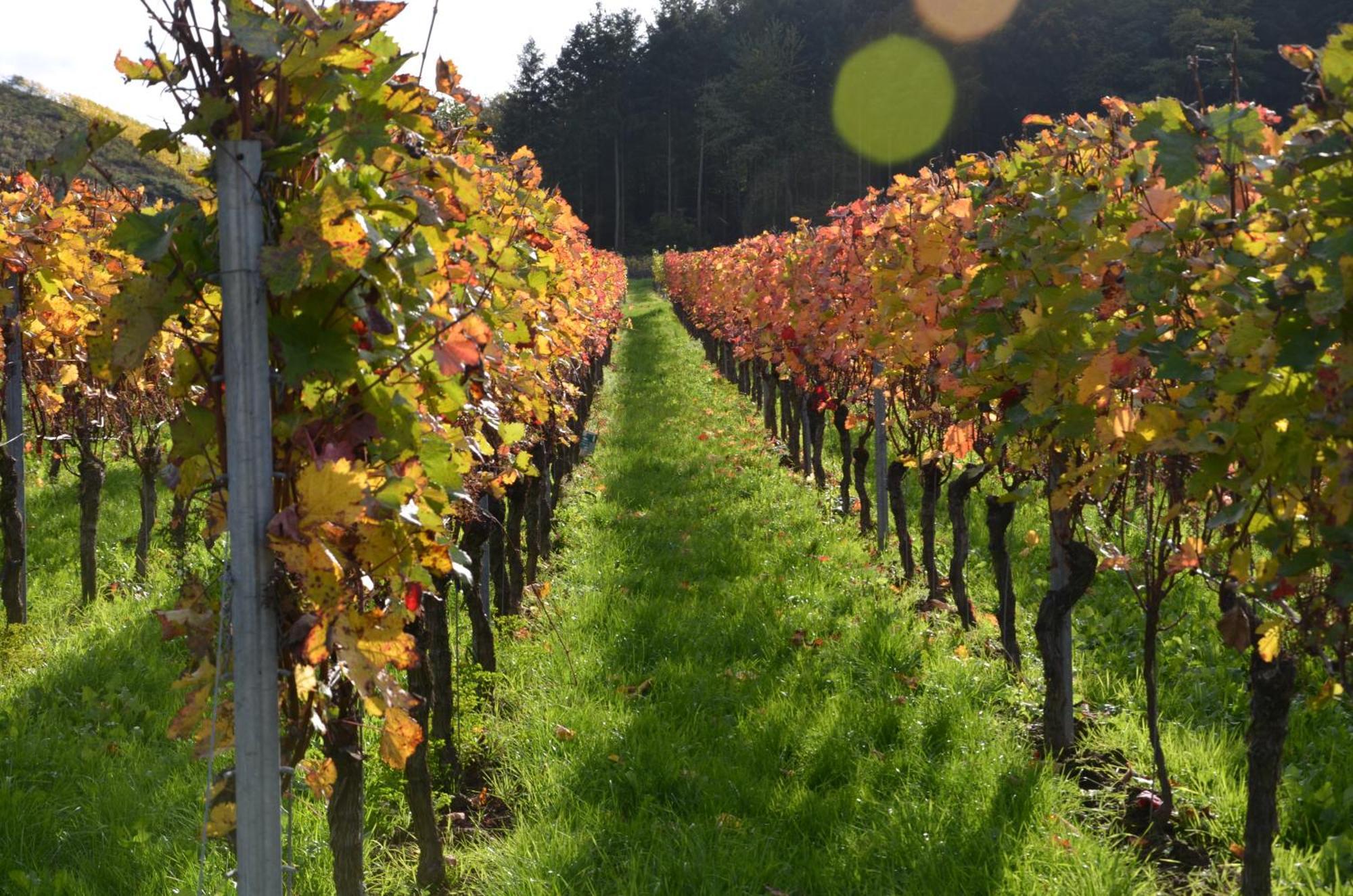 Ferienweingut Gansen / Hochgenuss 1 Daire Ernst Dış mekan fotoğraf