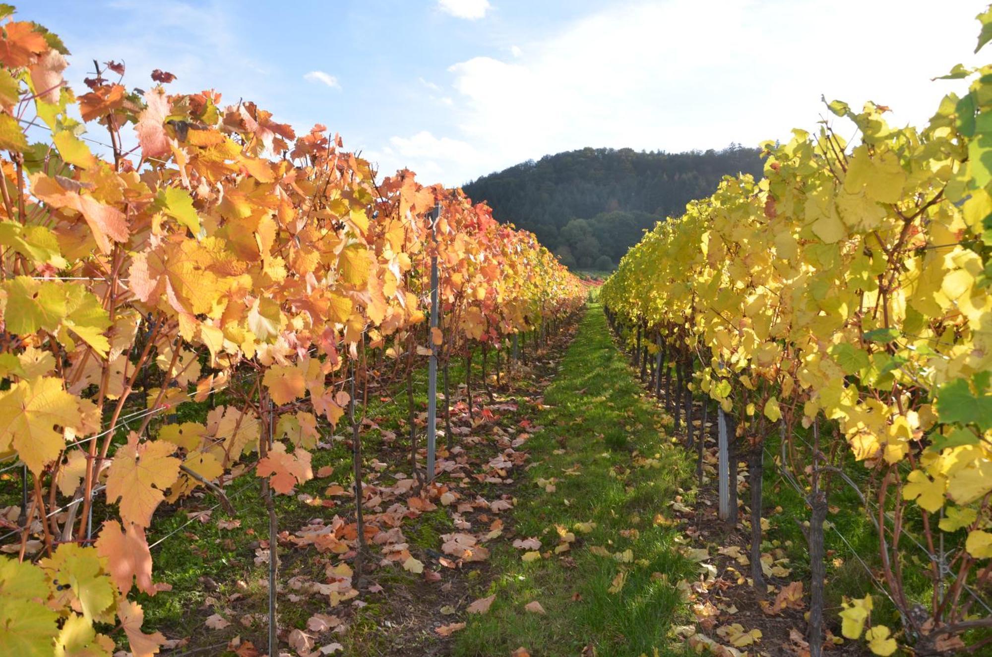 Ferienweingut Gansen / Hochgenuss 1 Daire Ernst Dış mekan fotoğraf